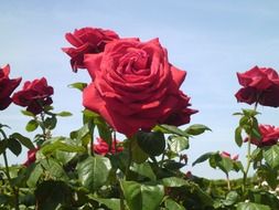 beautiful rose flower in the garden