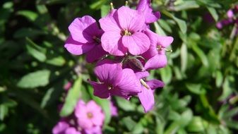 purple flowers on the bushes in the garden