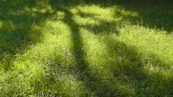 Fresh green grass in light and shadow in summer