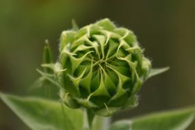 bud sunflower closeup