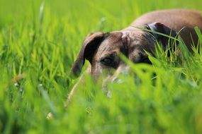 portrait of a dog in the grass