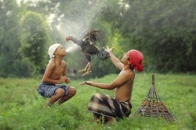 child indonesian and chicken