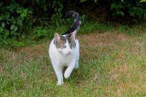 spotted domestic cat runs in the garden