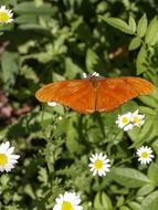 orange butterfly on chamomile