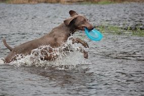 dog is playing in water