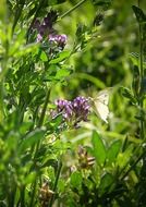 picture of the butterflies on a meadow