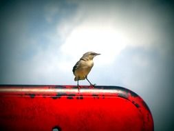 little bird on a red metal body