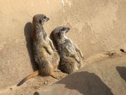 two cute meerkats in the wild