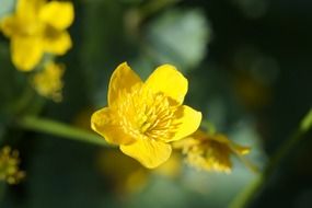 closeup of caltha palustris