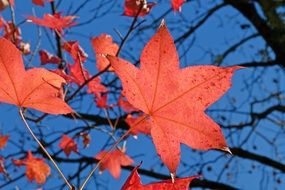 red maple leaves on a tree