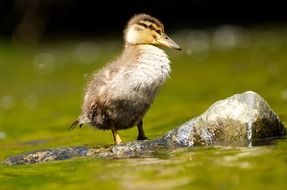 duckling on a stone in a pond