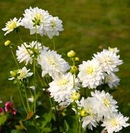 enchanting dahlia flowers