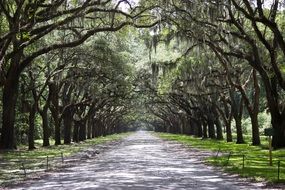 Avenue with trees in Georgia