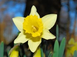 narcissus in springtime