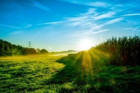 bright sun in the morning green field