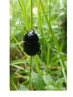dung beetle on grass leaf macro