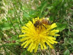 bee honey dandelion spring flower