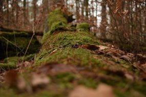 green tree moss on beam