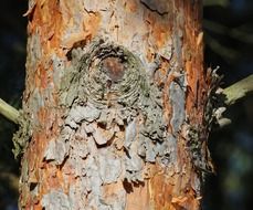 pine bark