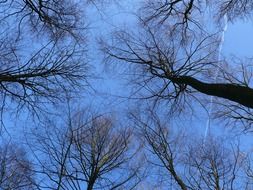 tree branches against the sky