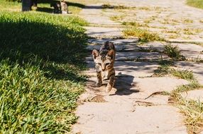 Cute, beautiful and colorful Kitten on a walk on the path among the grass