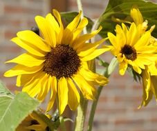 sunflowers at red brick wall