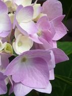 Purple hydrangea flowers blossom