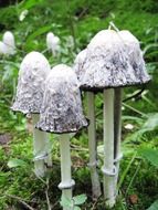 schopf coprinus