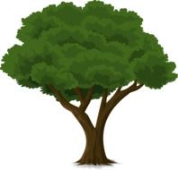 Drawing of a tall tree with deep foliage