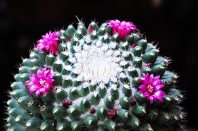 blooming spherical cactus