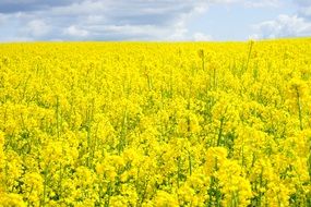 field of rapeseeds in the summer sunshine