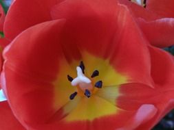 tulip flower close up
