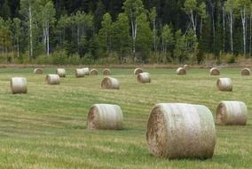 hay bales on the field near forest