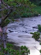 Natural river among green trees