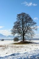 magnificent winter nature tree