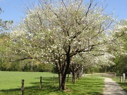 flowering dogwood trees in the garden