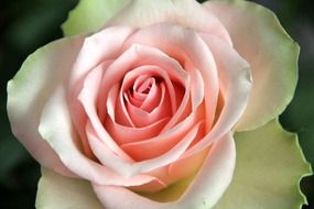 Pink and white rose flower