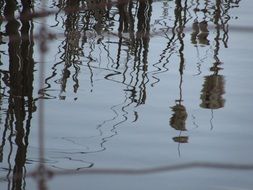 reflection of marsh grass in a pond
