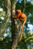 orange monkey on a tree