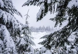 valley with green firs in snow