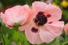 pink poppy flower In the garden