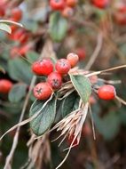 dizzy red berries plant