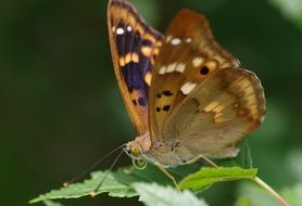 brown purple butterfly close