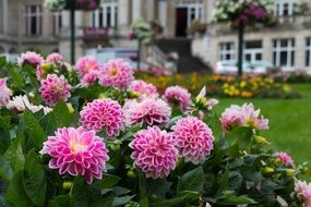 dahlias grow in a flowerbed