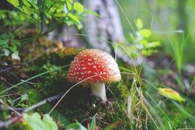 Amanita in the autumn forest close up