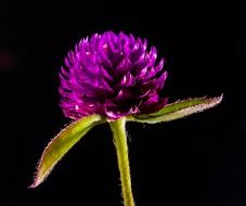 little purple flower at black background