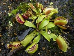 carnivorous plant Venus flytrap