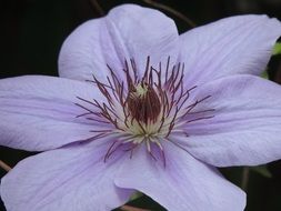 purple clematis flower in spring