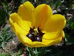 yellow tulip closeup