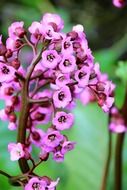 plant with small purple flowers